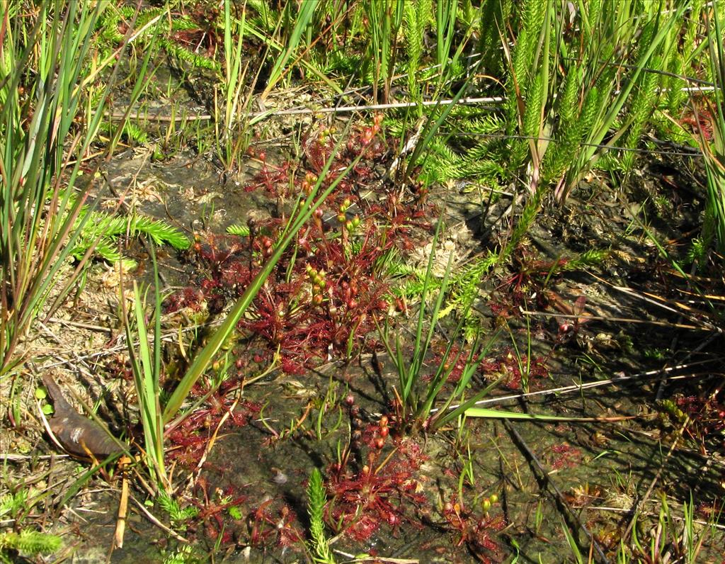 Drosera intermedia (door Bert Verbruggen)