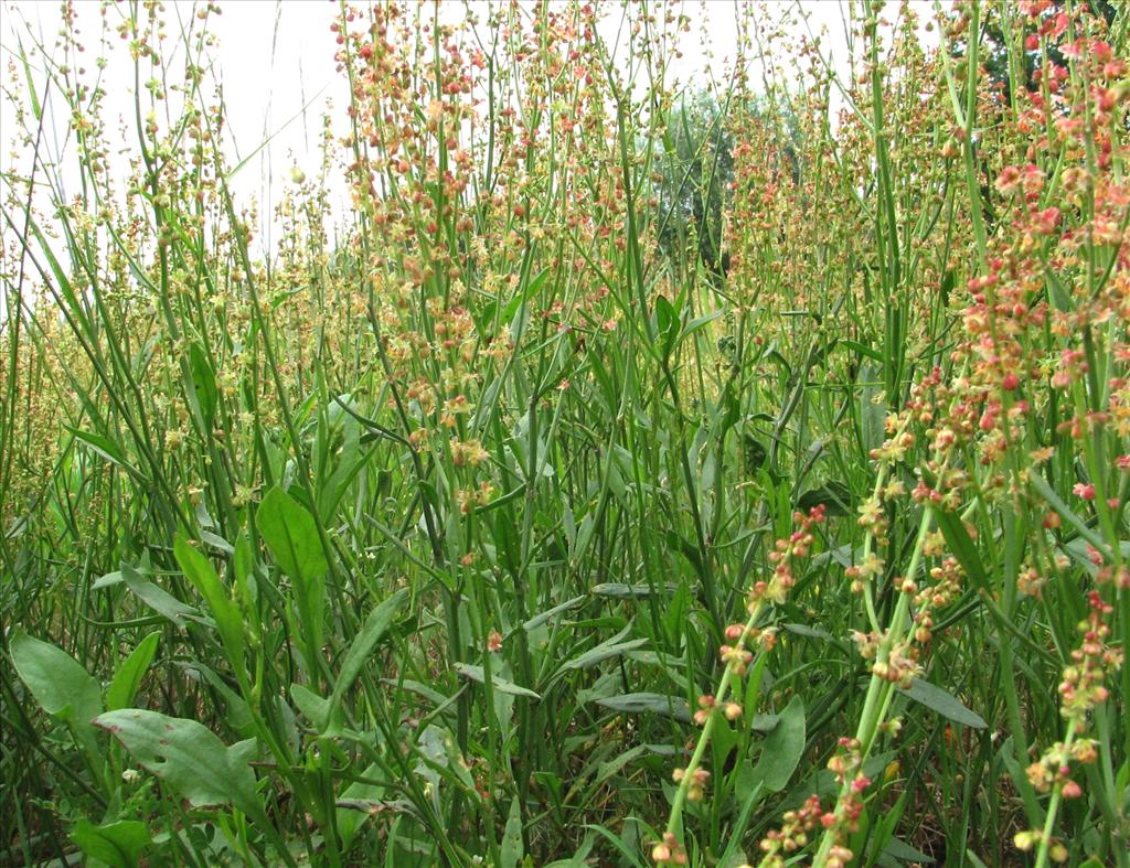 Rumex acetosella (door Bert Verbruggen)