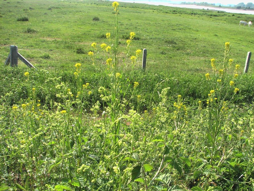 Erysimum virgatum (door Bert Verbruggen)