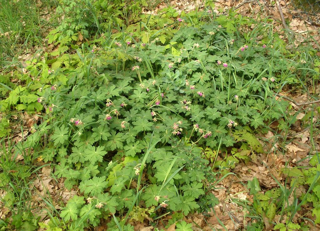 Geranium macrorrhizum (door Bert Verbruggen)