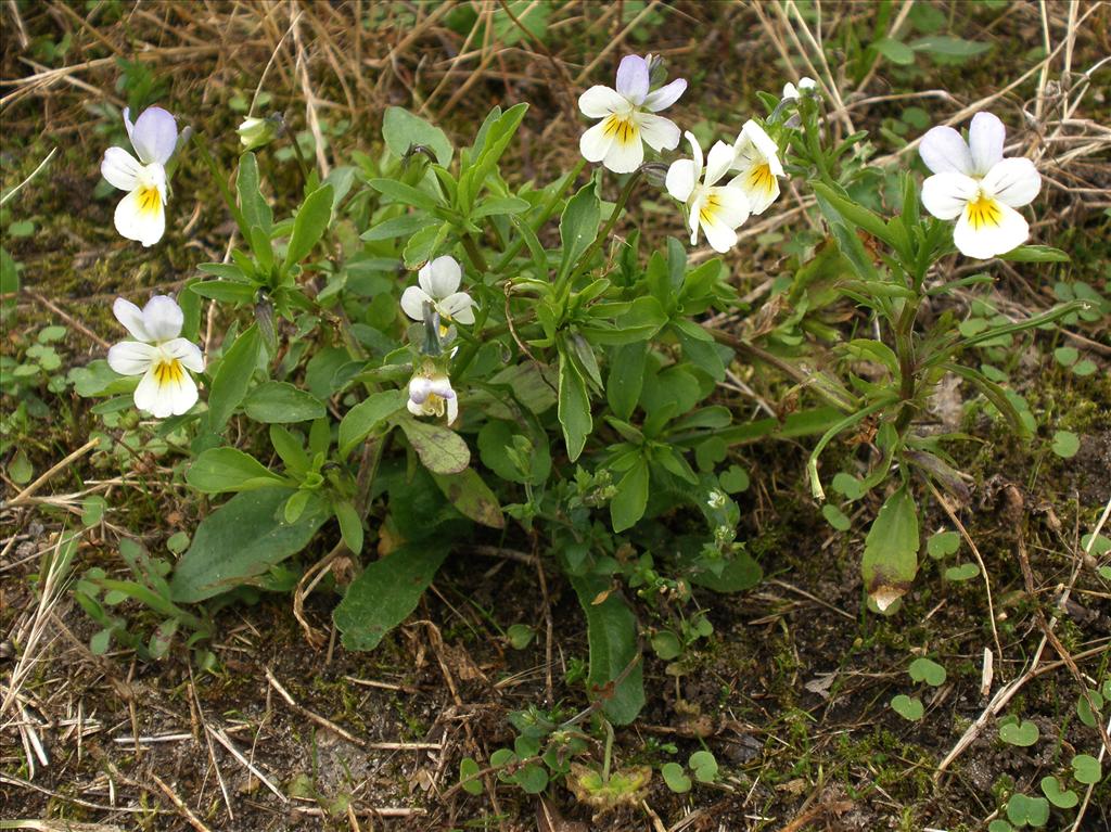 Viola arvensis (door Bert Verbruggen)
