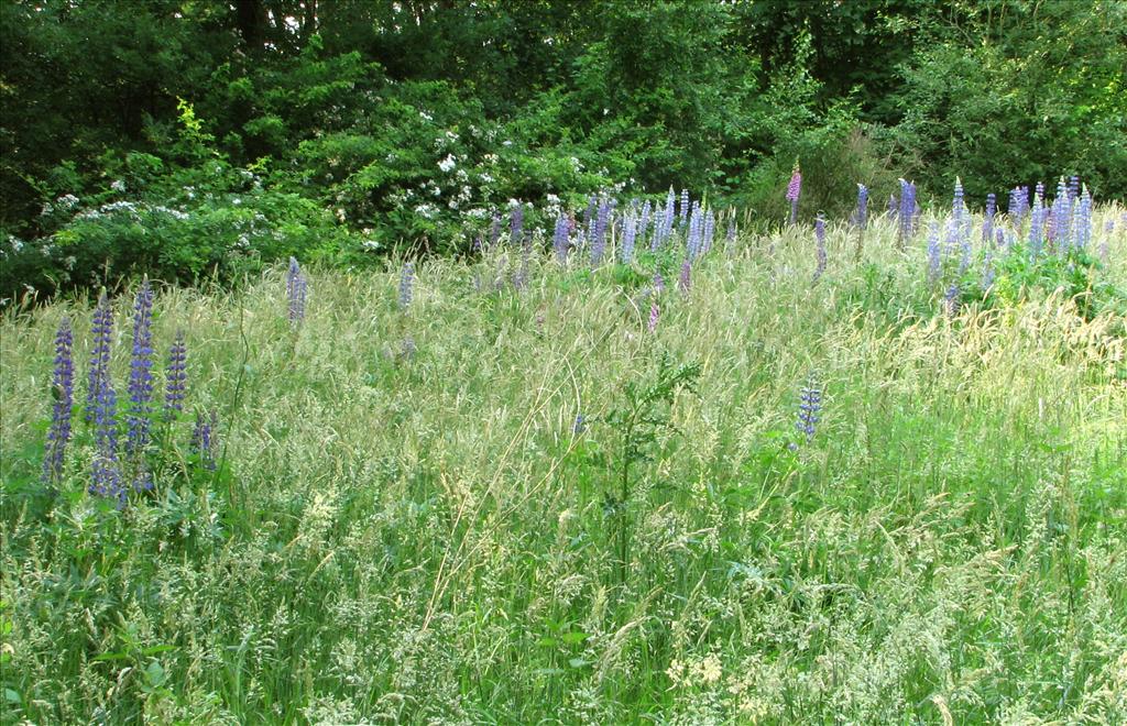 Lupinus polyphyllus (door Bert Verbruggen)