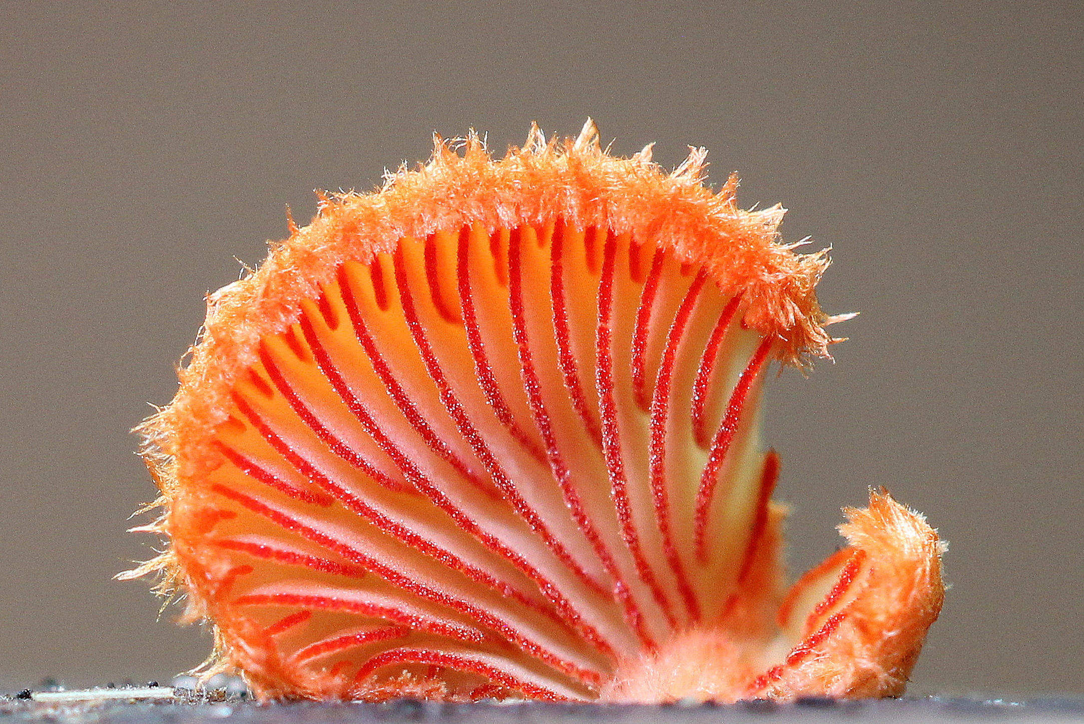 Crepidotus cinnabarinus (door Ieko Staal)