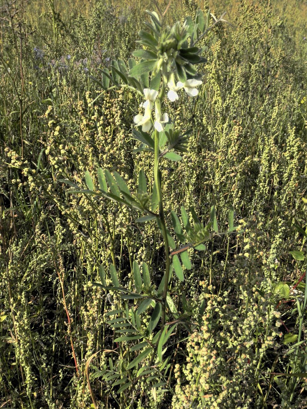 Vicia lutea (door Bert Verbruggen)