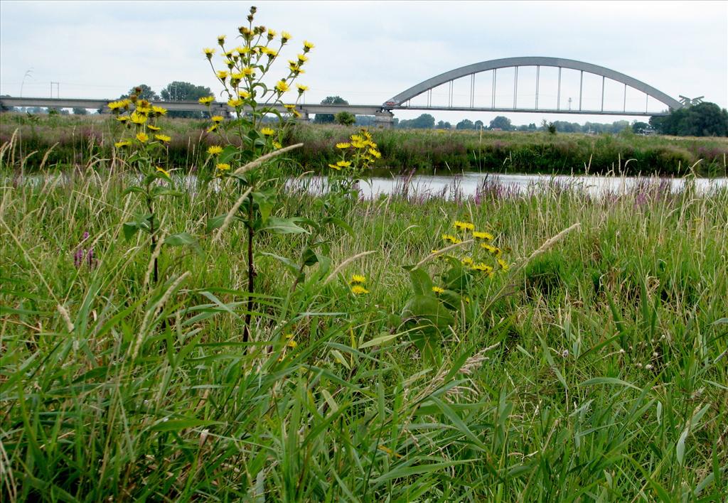 Inula helenium (door Bert Verbruggen)