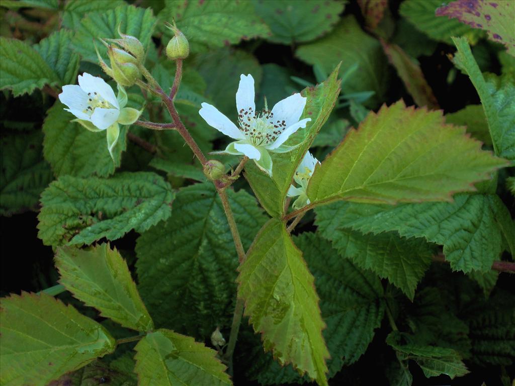 Rubus caesius (door Bert Verbruggen)