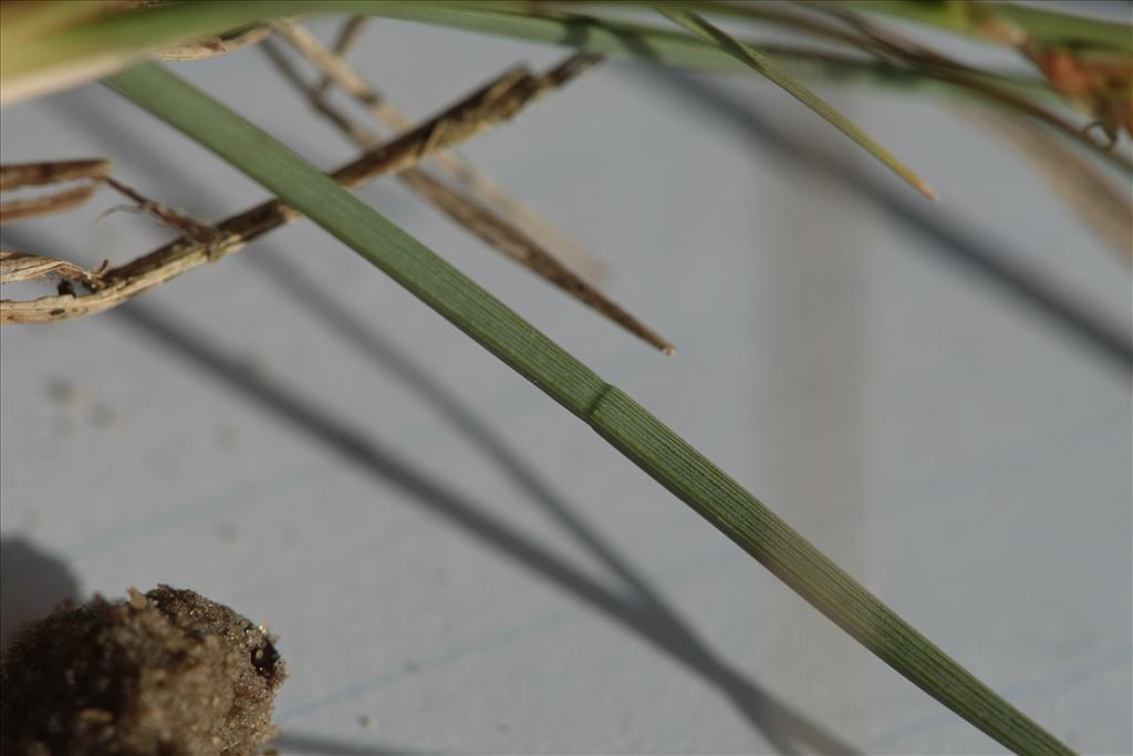 Carex trinervis (door Rudolf van der Schaar)