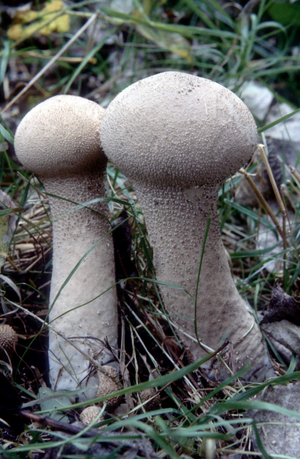 Calvatia excipuliformis (door Grieta Fransen)