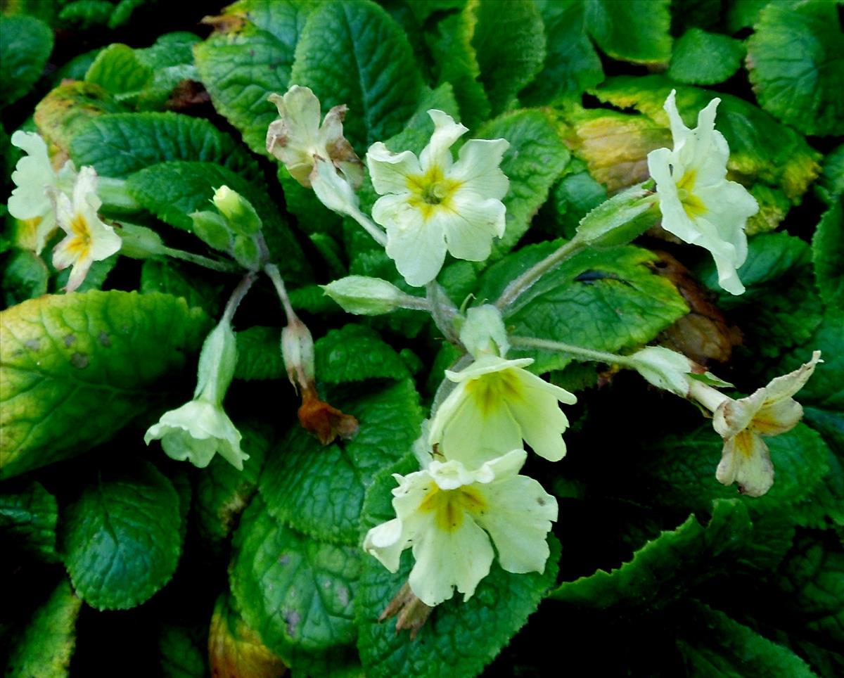 Primula vulgaris (door Toon Verrijdt)
