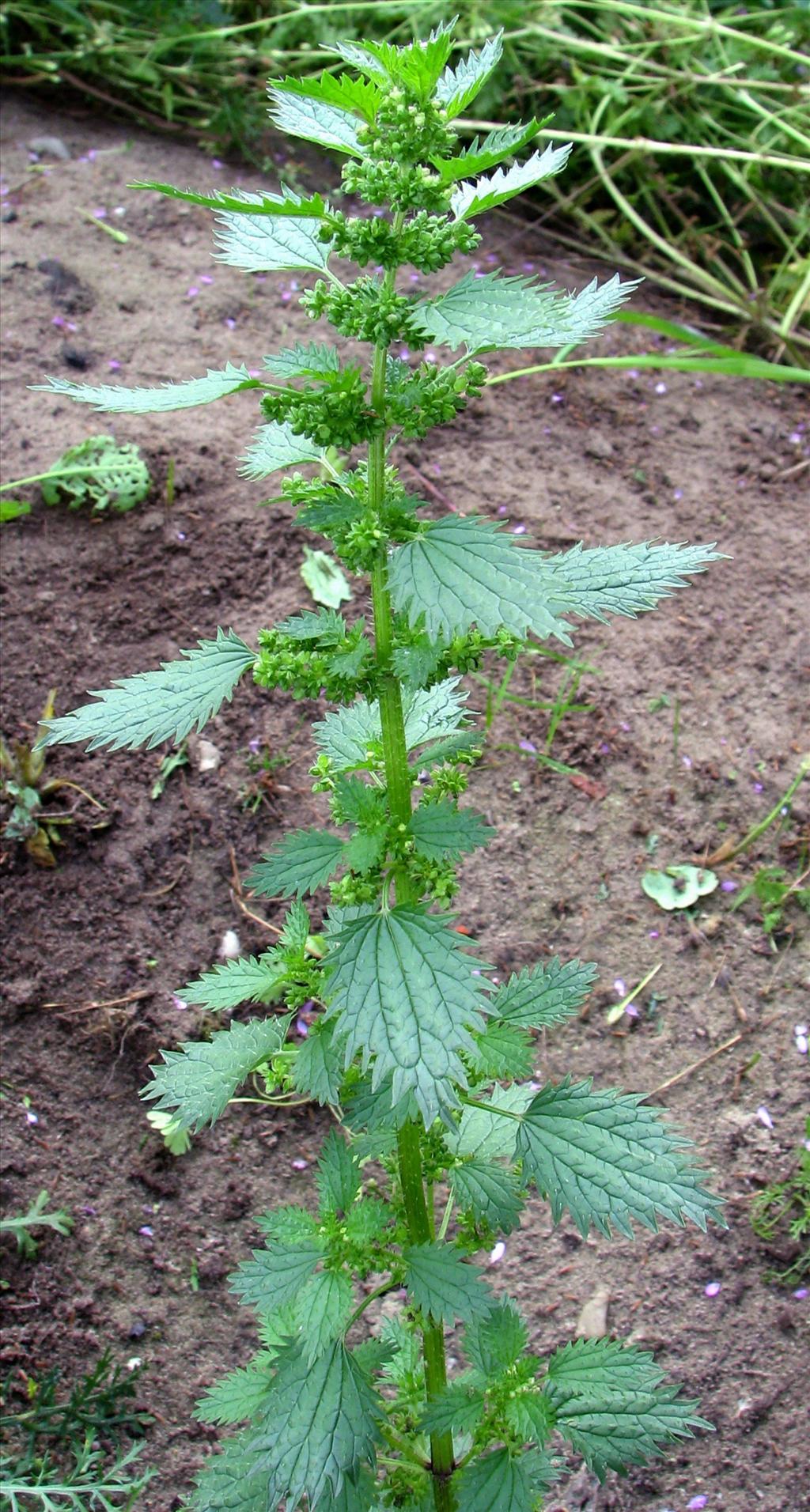 Urtica urens (door Bert Verbruggen)