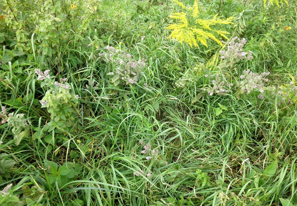 Mentha longifolia (door Bert Verbruggen)