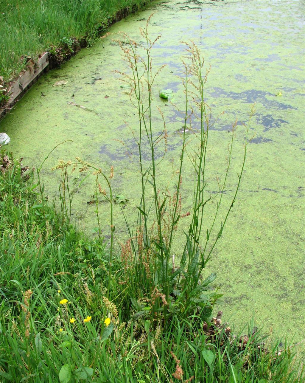 Rumex acetosa (door Bert Verbruggen)