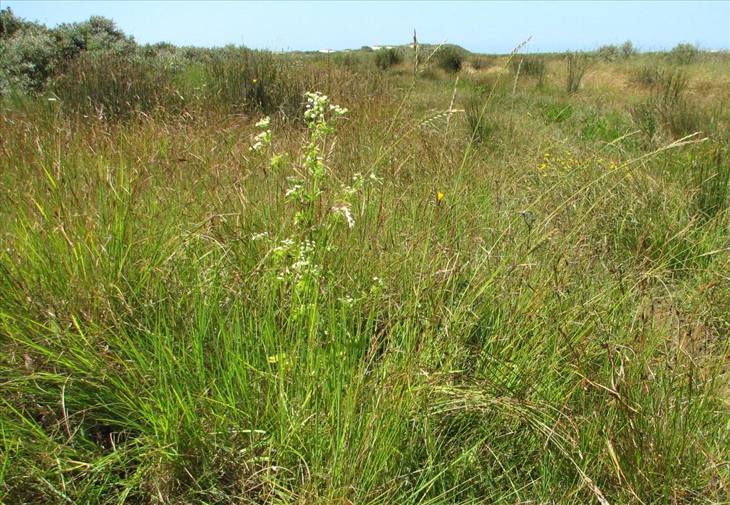 Apium graveolens (door Bert Verbruggen)