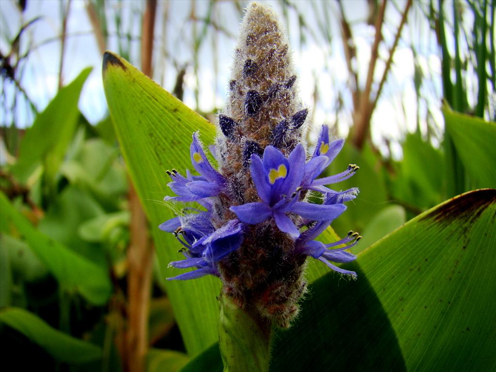 Pontederia cordata (door Joop Verburg)