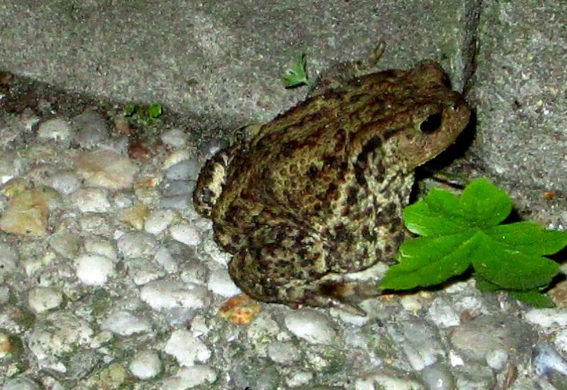 Bufo bufo (door Toon Verrijdt)