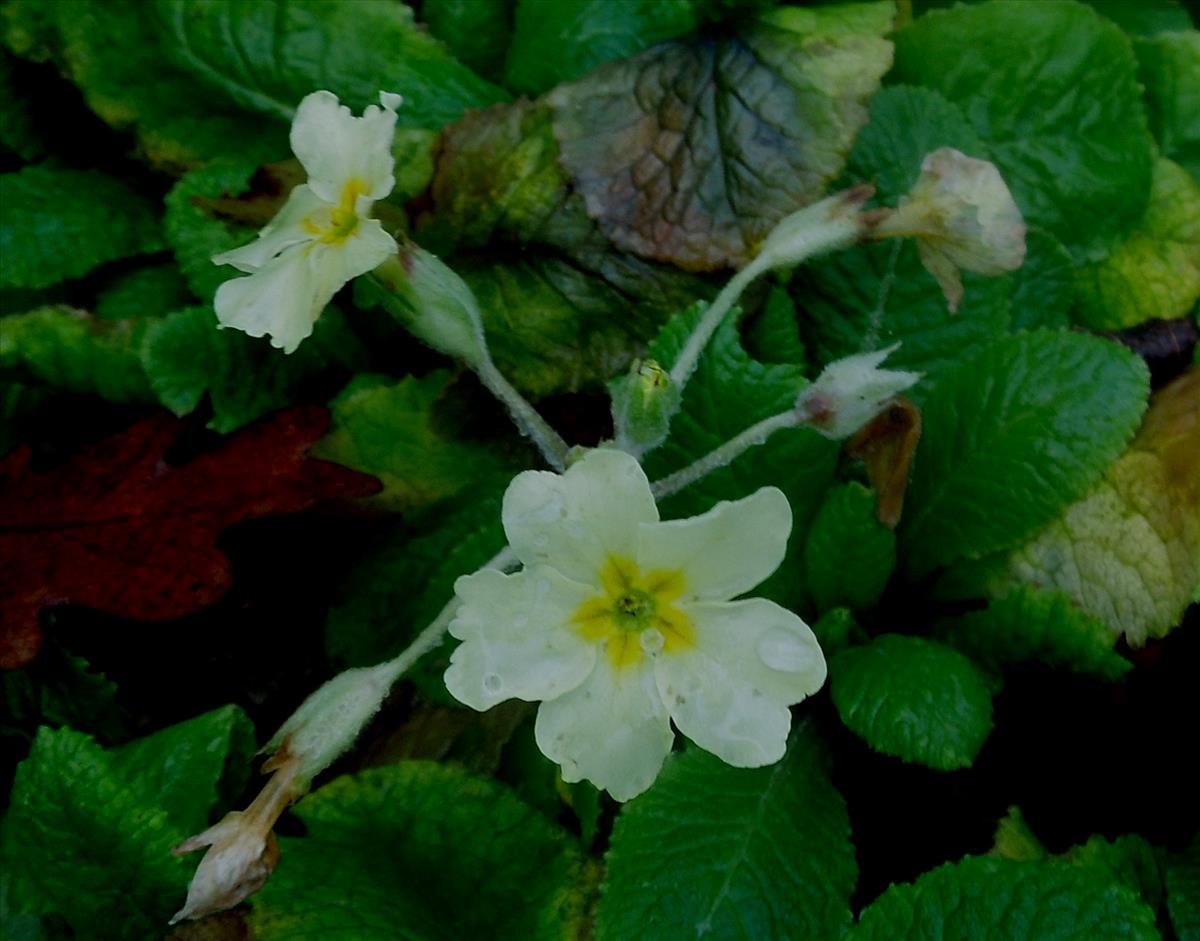 Primula vulgaris (door Toon Verrijdt)
