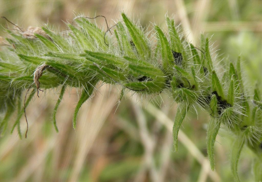 Echium vulgare (door Bert Verbruggen)