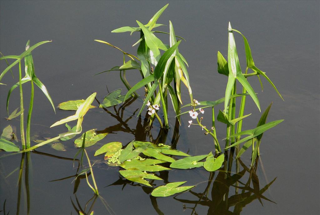 Sagittaria sagittifolia (door Bert Verbruggen)