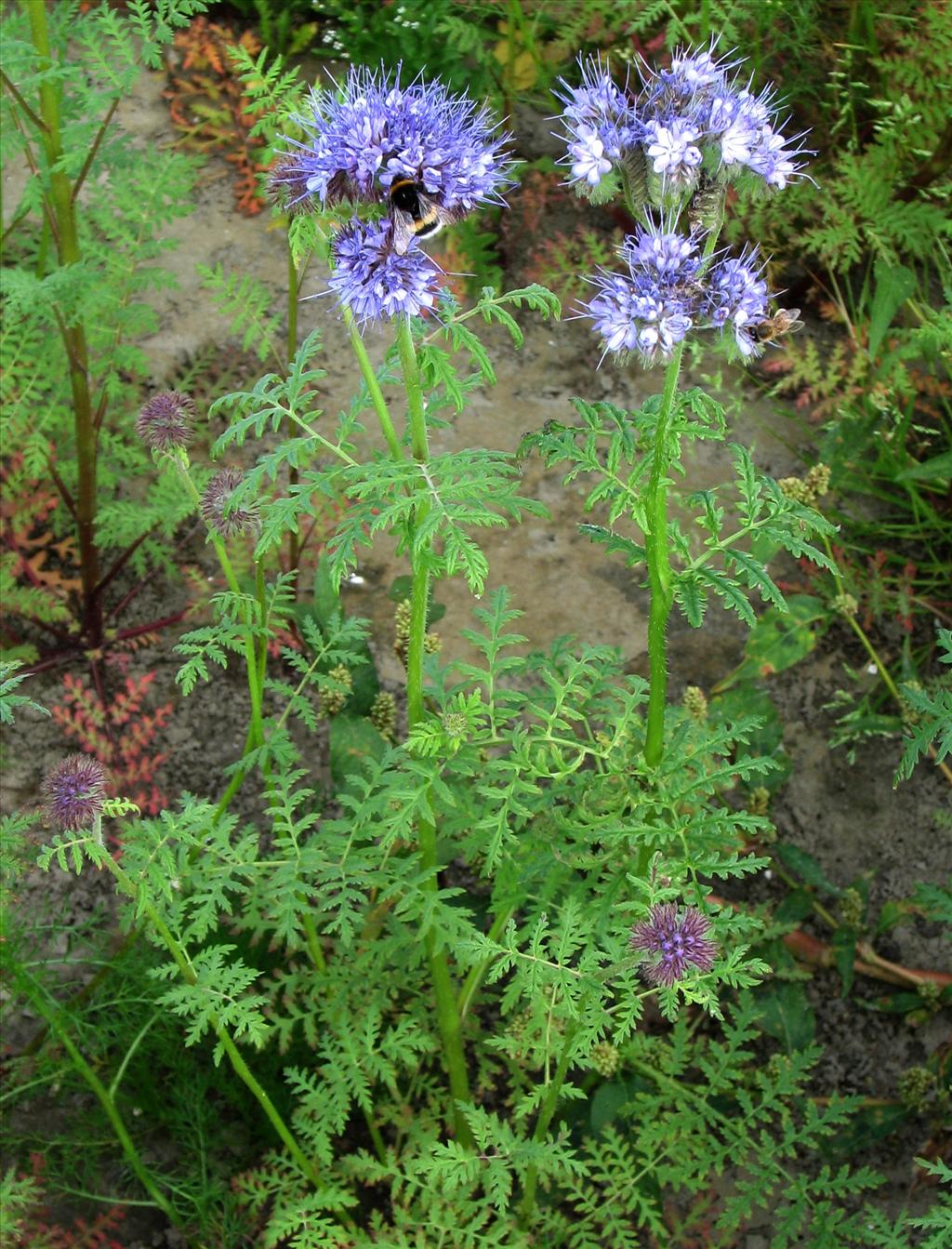 Phacelia tanacetifolia (door Bert Verbruggen)