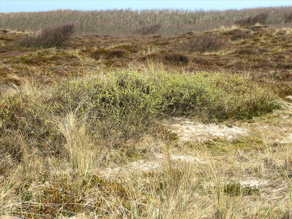 Salix repens (door Bert Verbruggen)