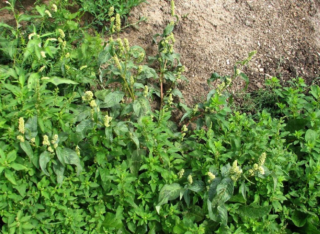 Persicaria lapathifolia (door Bert Verbruggen)