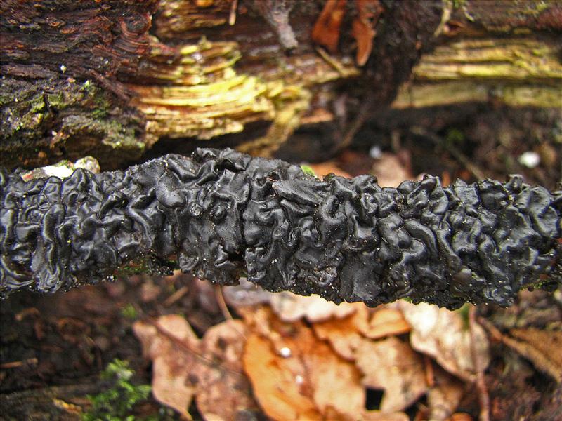 Exidia plana (door Dinant Wanningen)