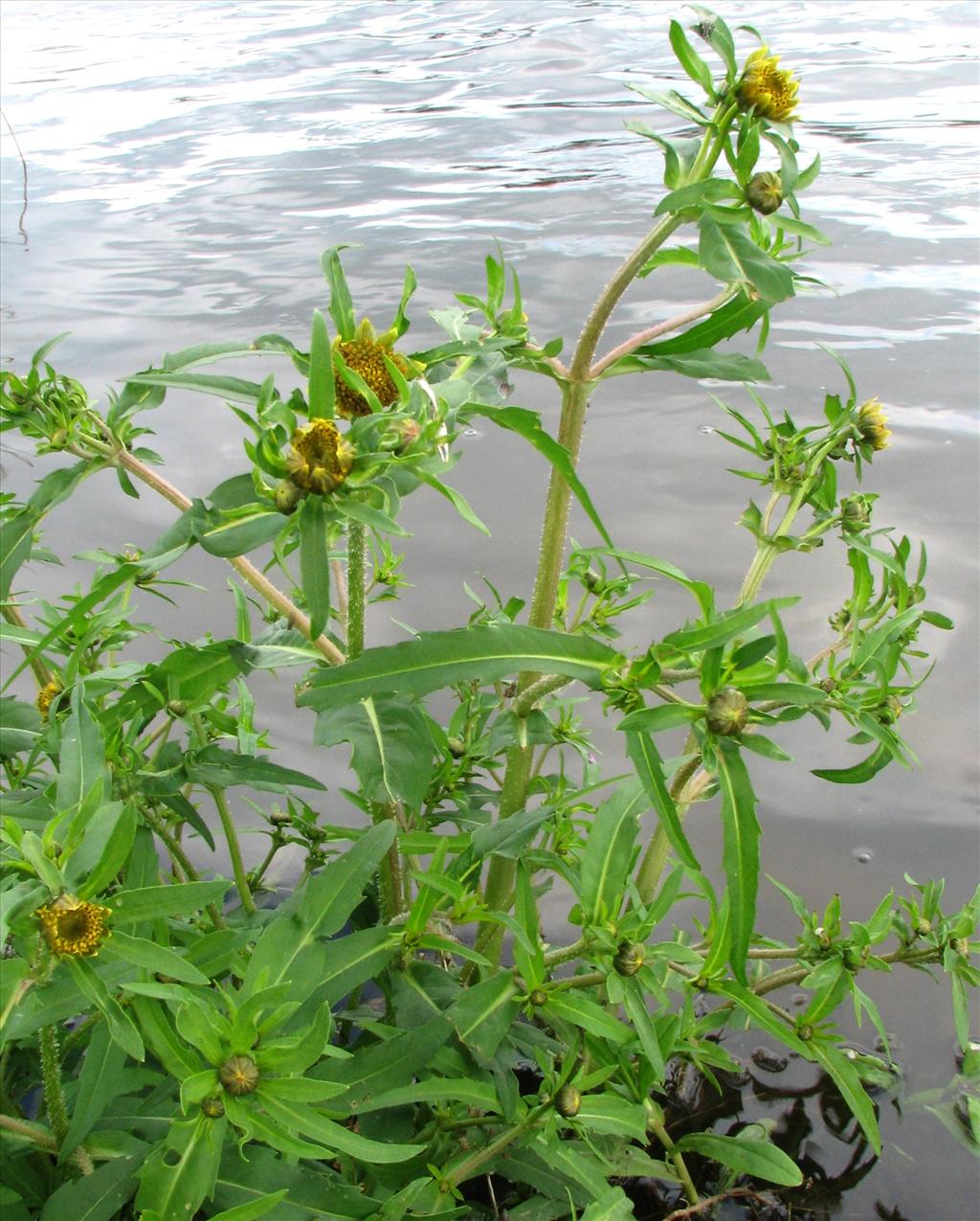 Bidens cernua (door Bert Verbruggen)