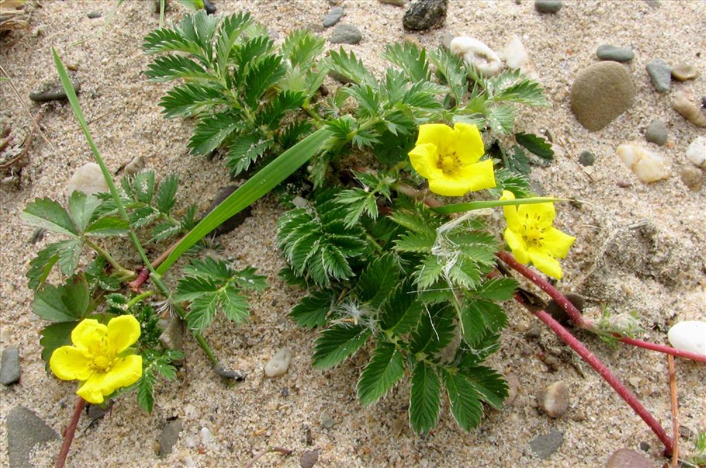 Potentilla anserina (door Bert Verbruggen)