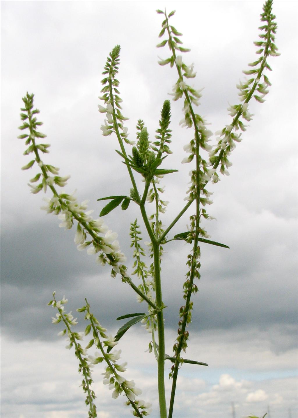 Melilotus albus (door Bert Verbruggen)