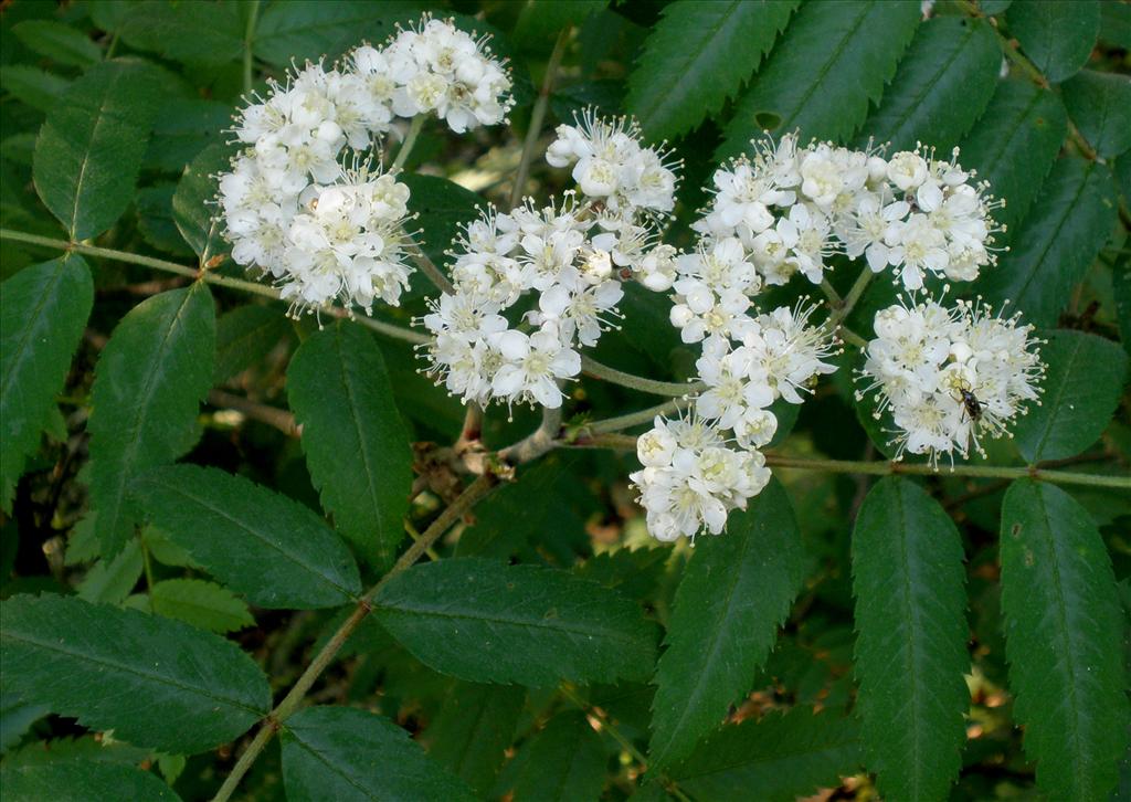 Sorbus aucuparia (door Bert Verbruggen)