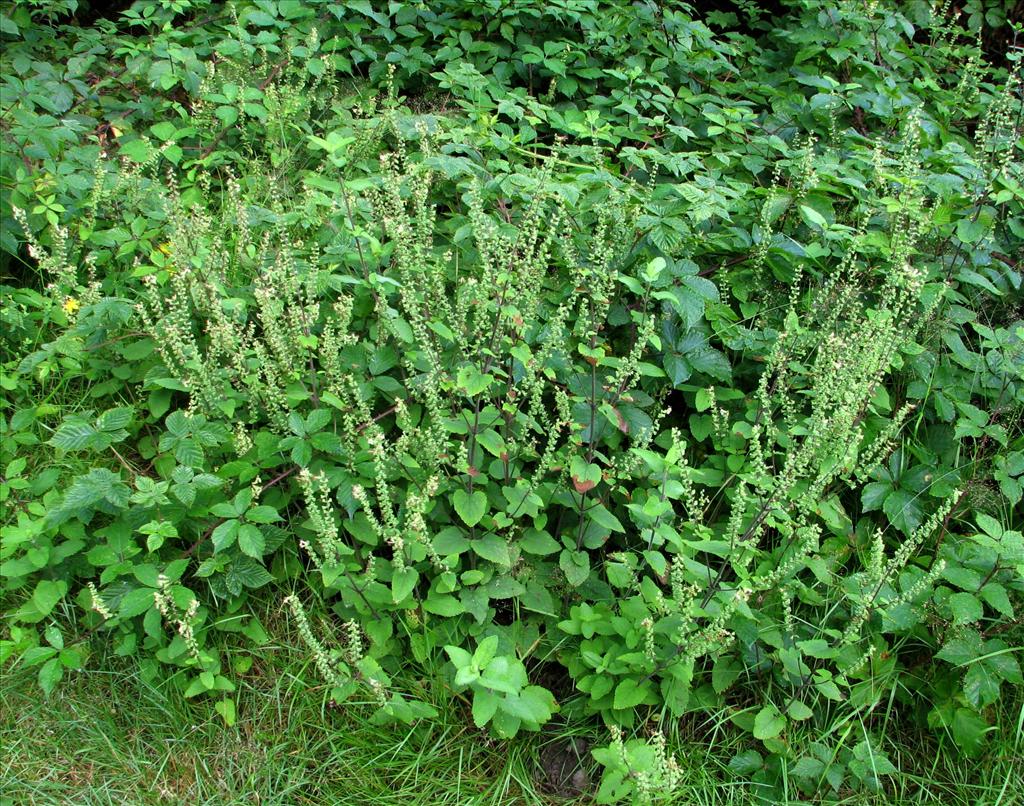 Teucrium scorodonia (door Bert Verbruggen)