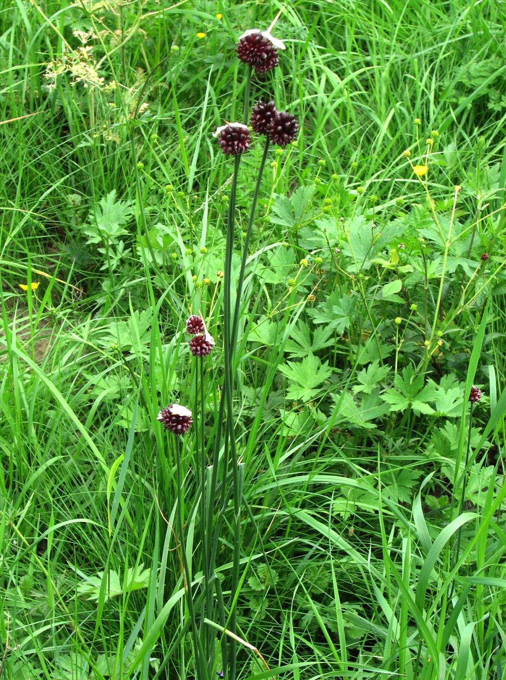 Allium vineale (door Bert Verbruggen)