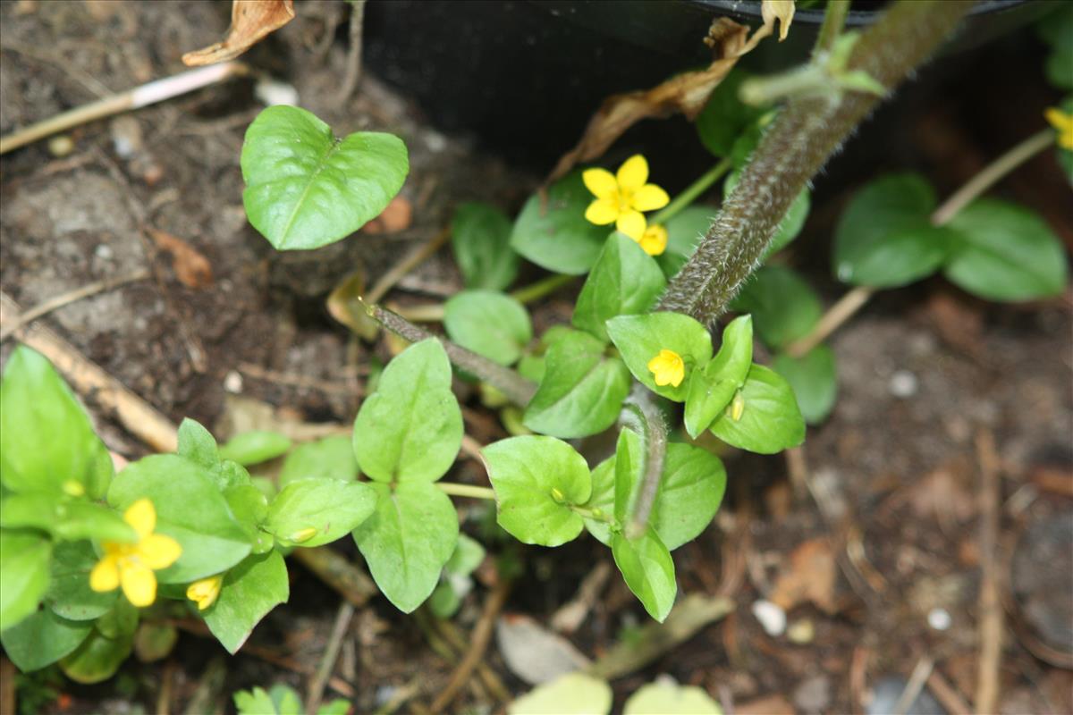 Lysimachia nemorum (door Toon Verrijdt)