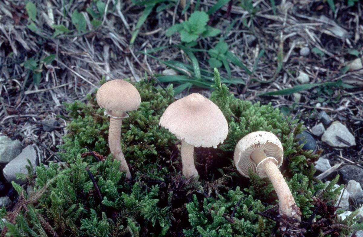 Cystoderma carcharias (door Grieta Fransen)