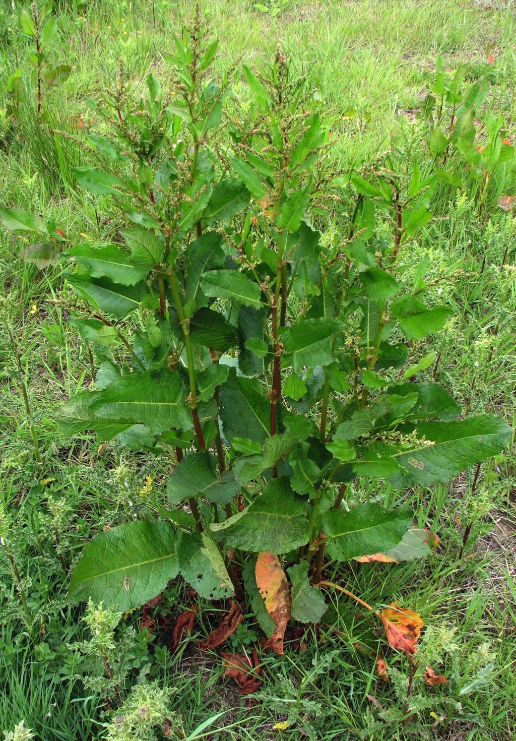 Rumex obtusifolius (door Bert Verbruggen)