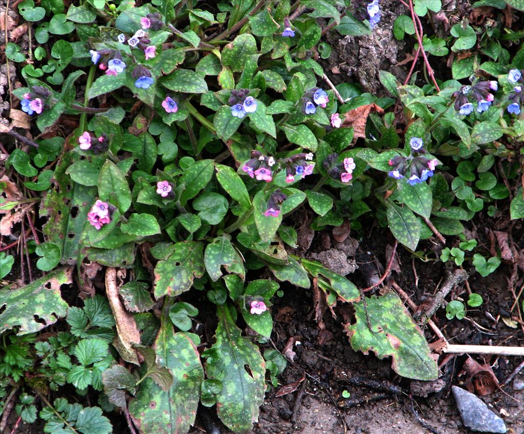 Pulmonaria officinalis (door Bert Verbruggen)