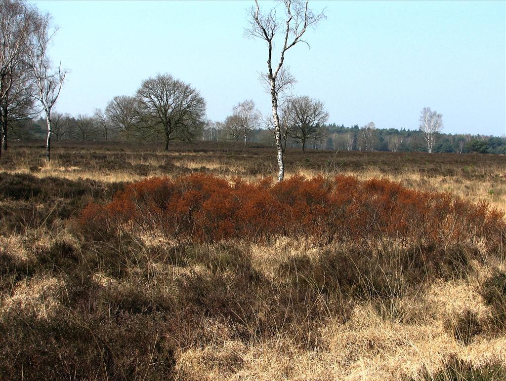 Myrica gale (door Bert Verbruggen)