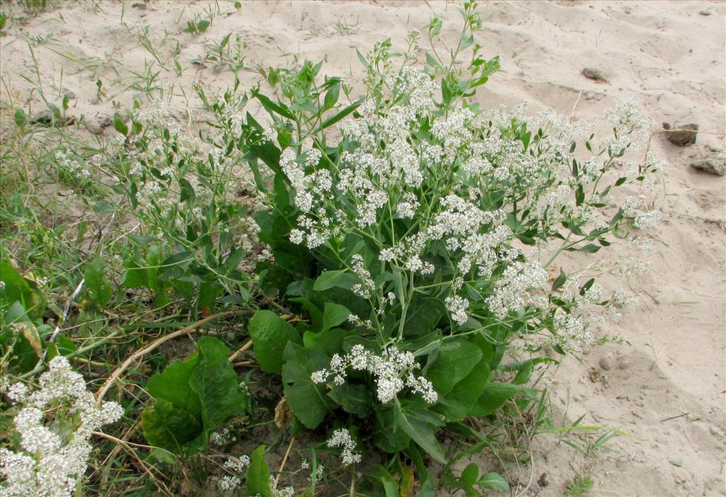 Lepidium latifolium (door Bert Verbruggen)