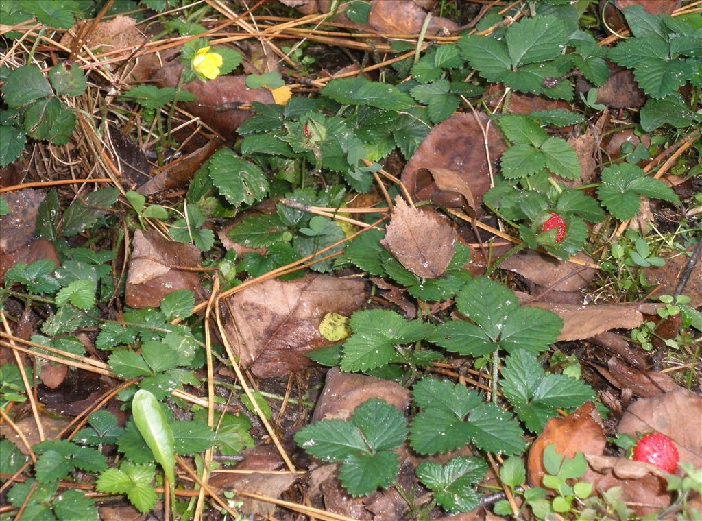 Potentilla indica (door Bert Verbruggen)