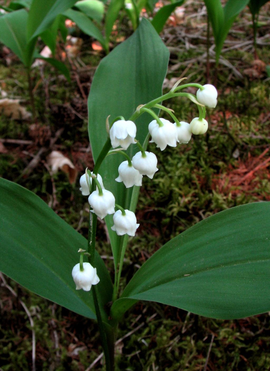 Convallaria majalis (door Bert Verbruggen)