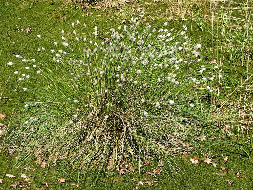 Eriophorum vaginatum (door Bert Verbruggen)