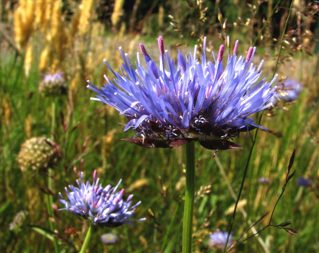 Jasione montana (door Bert Verbruggen)