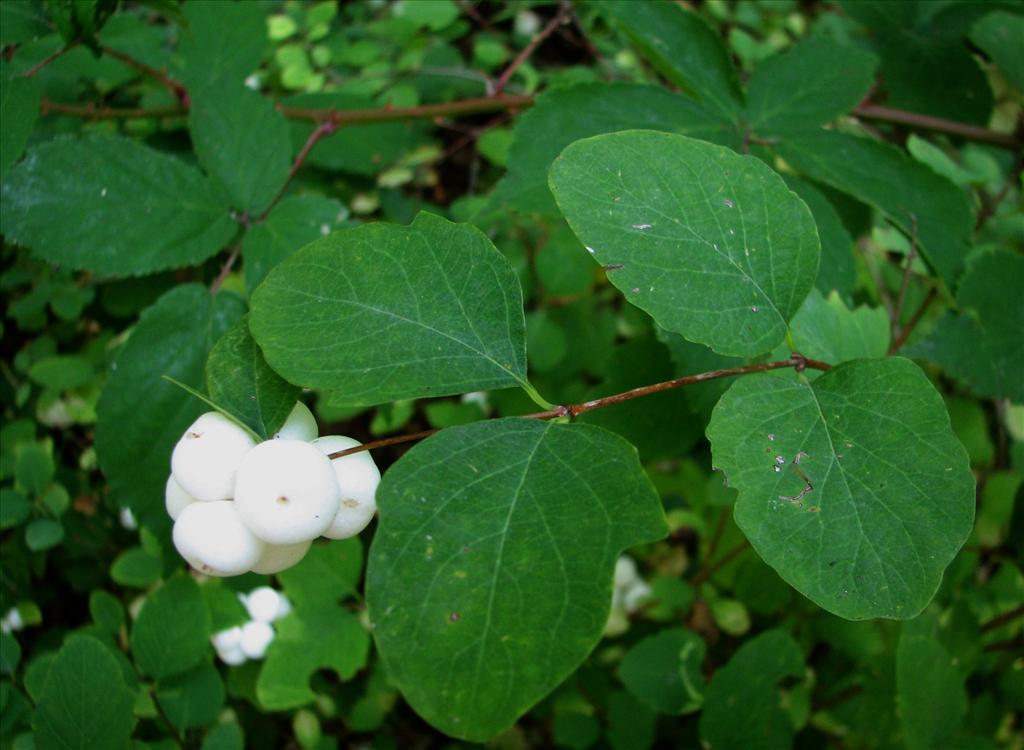 Symphoricarpos albus (door Bert Verbruggen)