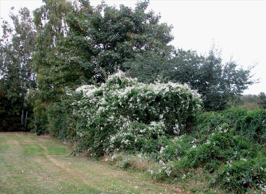 Fallopia baldschuanica (door Bert Verbruggen)