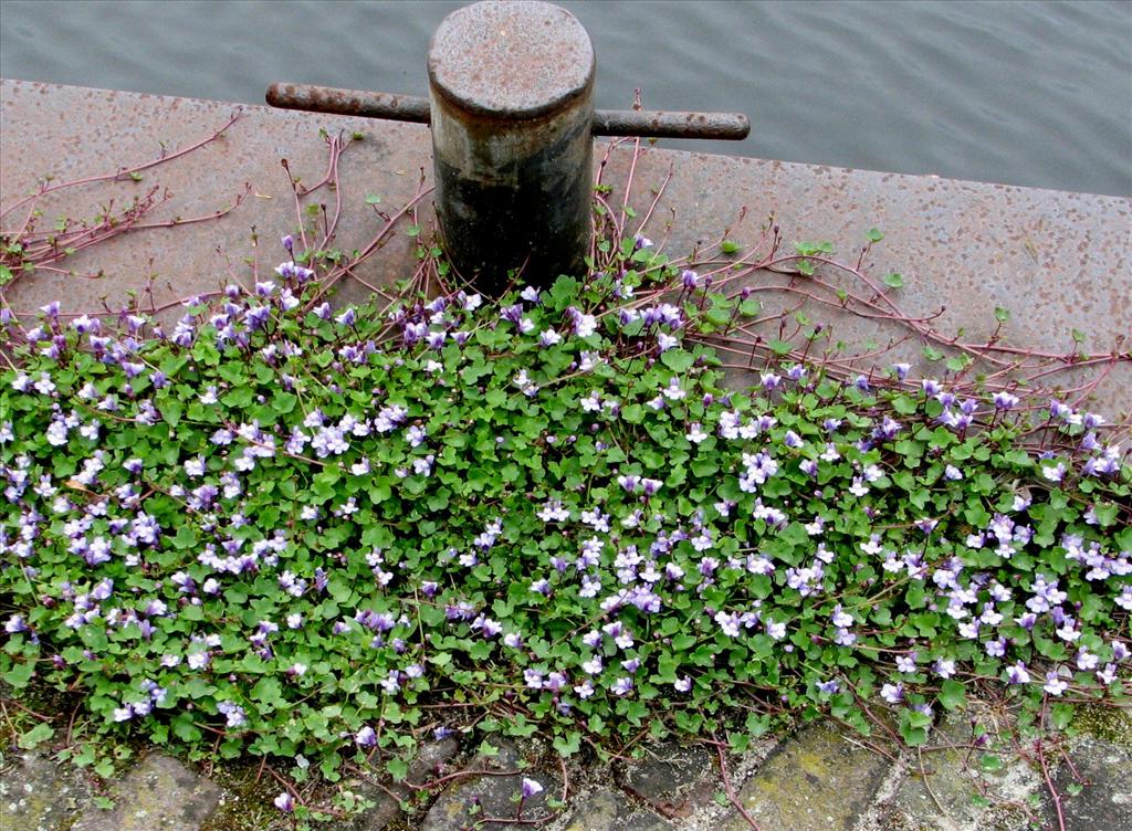 Cymbalaria muralis (door Bert Verbruggen)