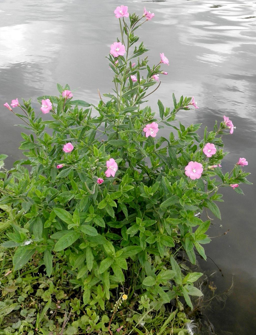 Epilobium hirsutum (door Bert Verbruggen)