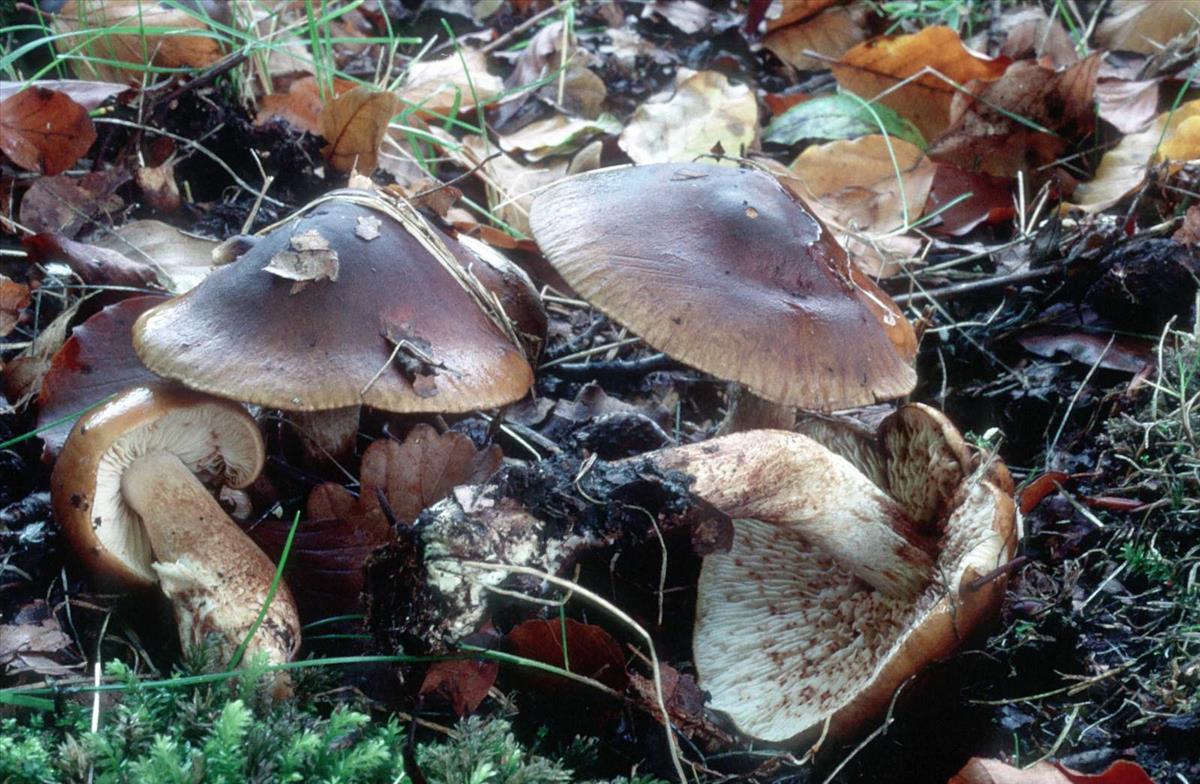 Tricholoma fulvum (door Grieta Fransen)