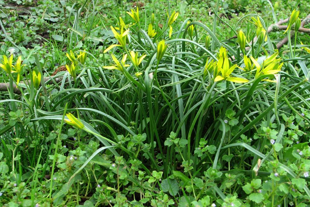 Gagea pratensis (door Bert Verbruggen)