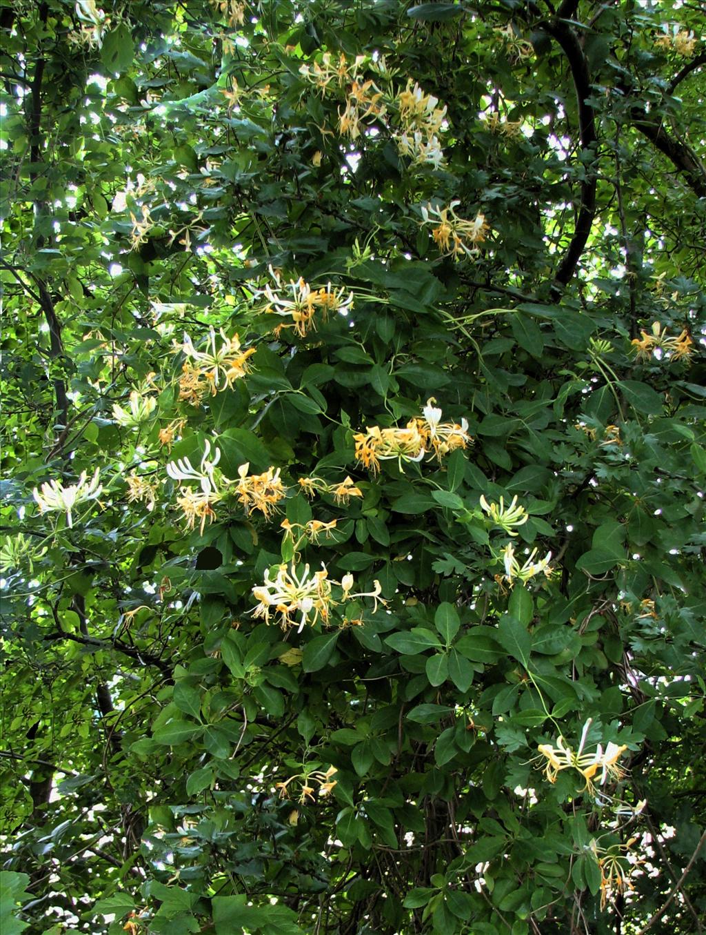 Lonicera periclymenum (door Bert Verbruggen)