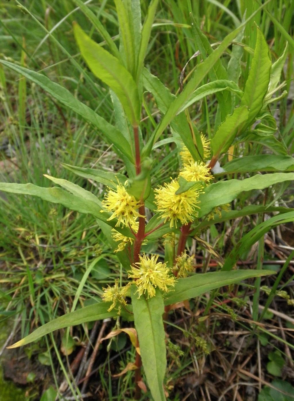 Lysimachia thyrsiflora (door Bert Verbruggen)